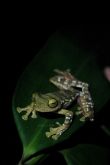 Rhacophorus margaritifer