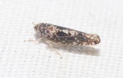 Prescottia brickellia