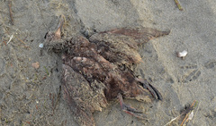 Melanitta perspicillata