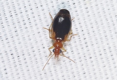 Lebia scapula