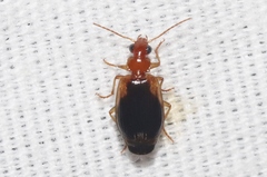 Lebia scapula
