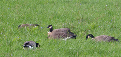 Branta hutchinsii leucopareia