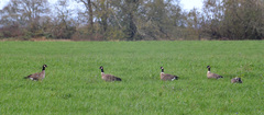 Branta hutchinsii leucopareia