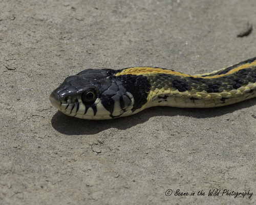 Western Black-headed Snake