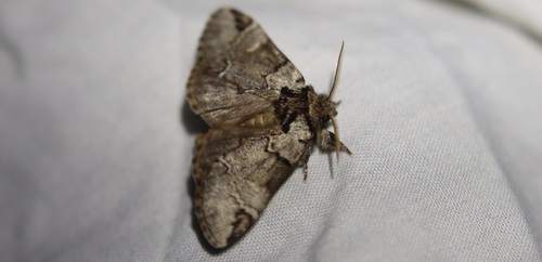 Drymonia obliterata