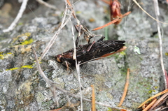 Chalcophora angulicollis