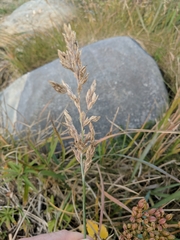 Poa eminens