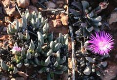 Cephalophyllum curtophyllum