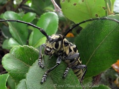 Plectrodera scalator