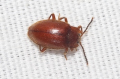 Epipocus unicolor