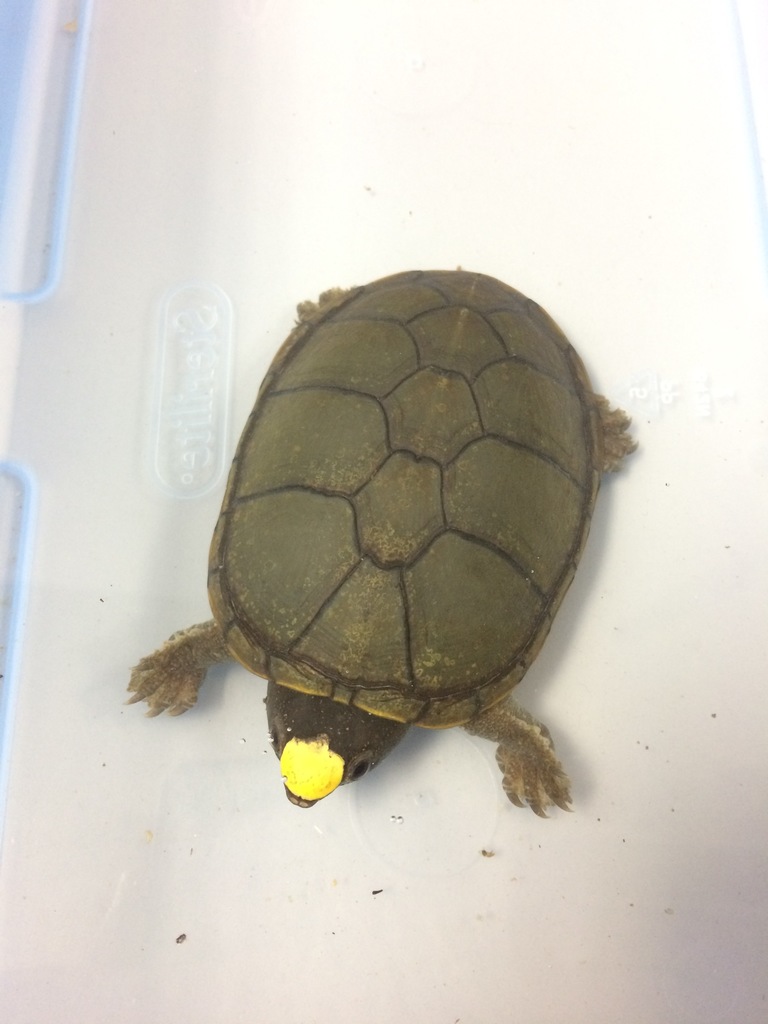 Vallarta Mud Turtle