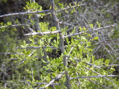 Condalia globosa globosa