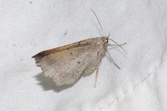 Prochoerodes forficaria