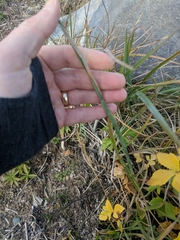 Poa eminens
