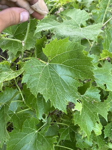 Vitis acerifolia