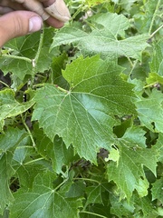 Vitis acerifolia