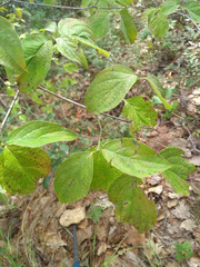 Cornus florida urbiniana