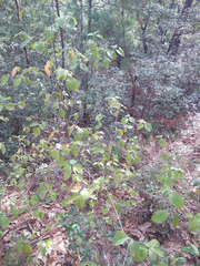 Cornus florida urbiniana