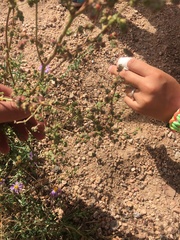 Chenopodium leptophyllum