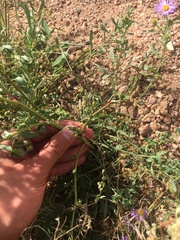 Chenopodium leptophyllum