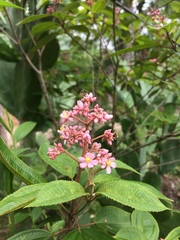Miconieae