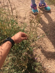 Chenopodium leptophyllum