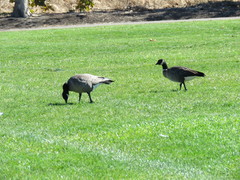 Branta hutchinsii leucopareia