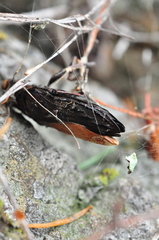 Chalcophora angulicollis