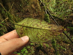 Guettarda crispiflora
