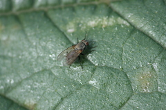 Anthomyia liturata