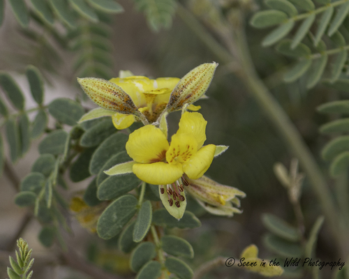 James' Holdback (Pomaria jamesii)