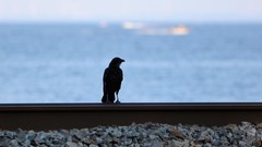 Corvus brachyrhynchos