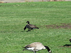 Branta hutchinsii leucopareia
