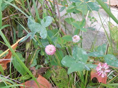 Trifolium hybridum
