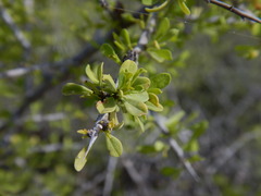 Condalia globosa globosa