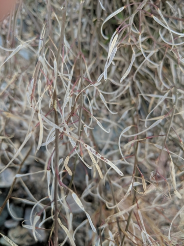 Image of Arctic Rock-Cress (Arabidopsis arenicola) by (c) Tyler Smith, some rights reserved (CC BY-SA)