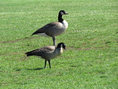 Branta hutchinsii leucopareia