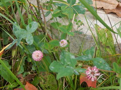Trifolium hybridum