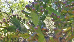 Opuntia arechavaletae
