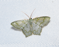 Chloropteryx diluta