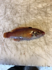 Ctenolabrus rupestris