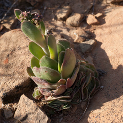 Crassula tomentosa