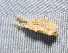 Dalceridae