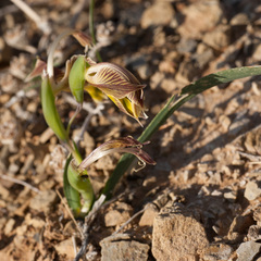 Gladiolus uysiae