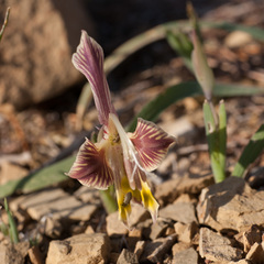 Gladiolus uysiae