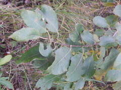 Salix caprea
