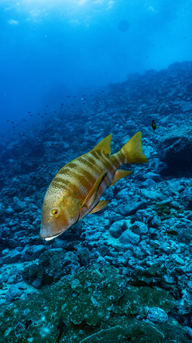 Hoplopagrus guentherii