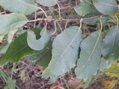 Salix caprea