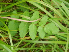 Pastinaca sativa