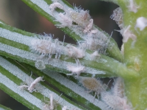 Balsam Twig Aphid